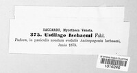 Sphacelotheca ischaemi image